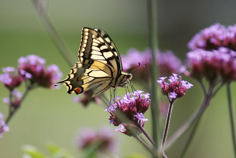 Butterfly Effect Image